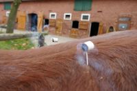 Akupunktur und Moxibustion beim Pferd