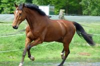 Gesunde Pferde zeigen Lebensfreude, sind ausdauern und abwehrfähig.